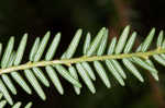 Eastern hemlock